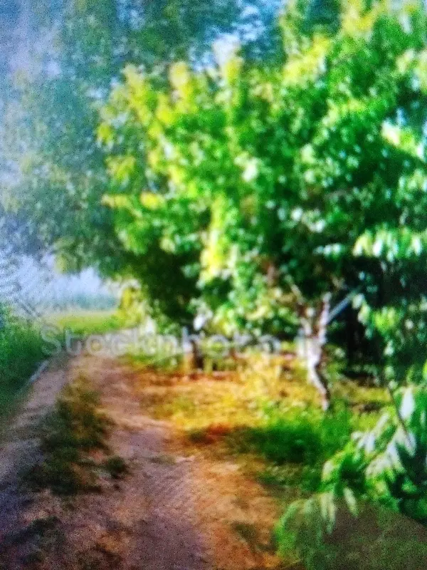 خرید باغ|فروش زمین و ملک کلنگی|گلپایگان, |دیوار