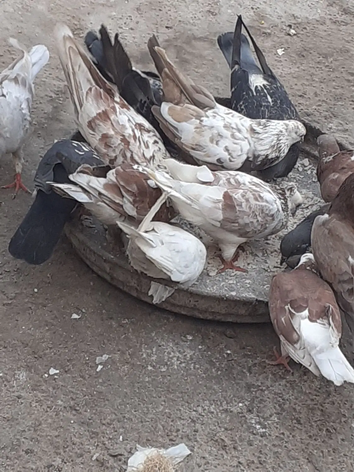 کبوتر|پرنده|خمیر, |دیوار