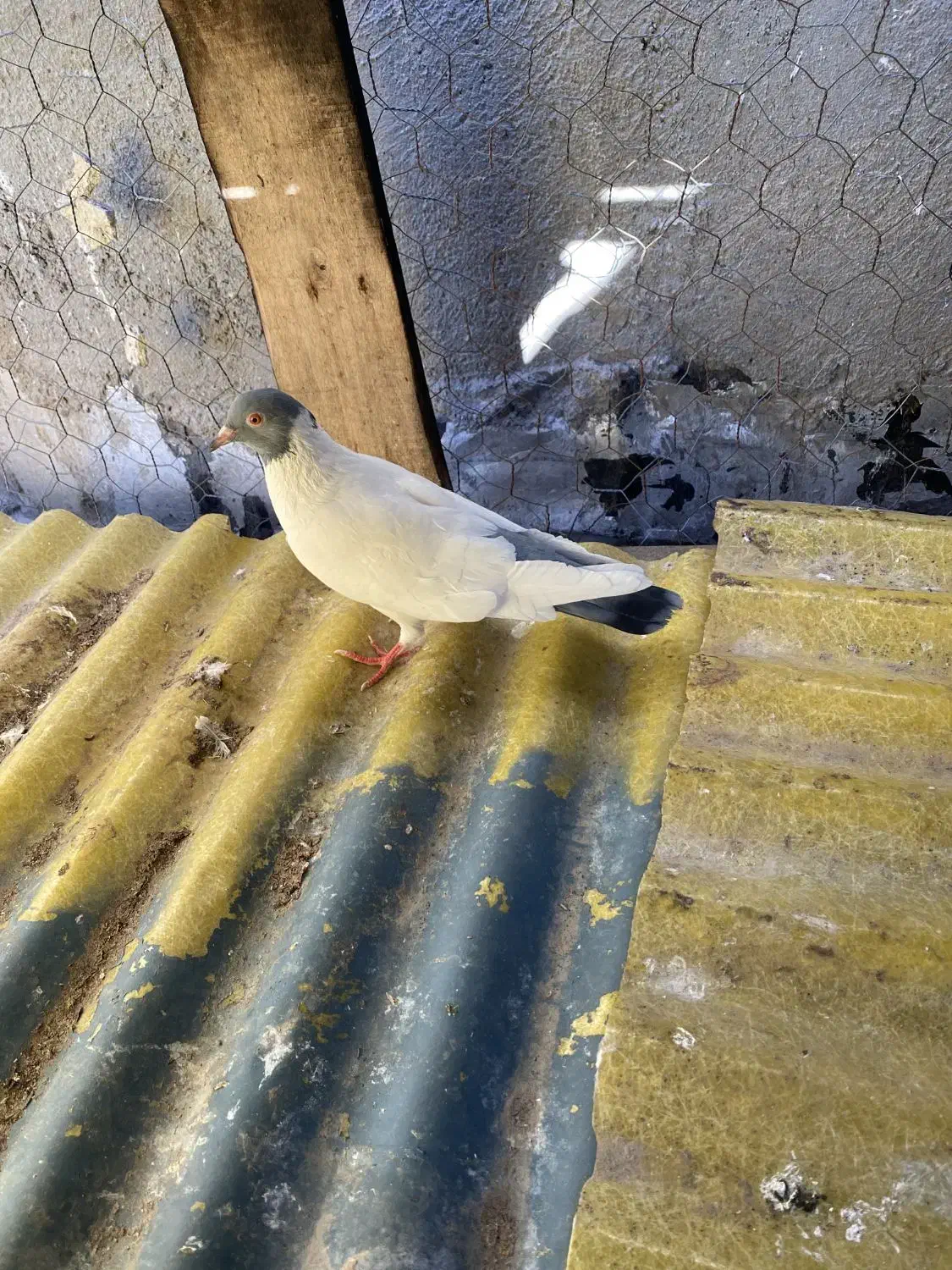 گوباش|پرنده|اردبیل, |دیوار