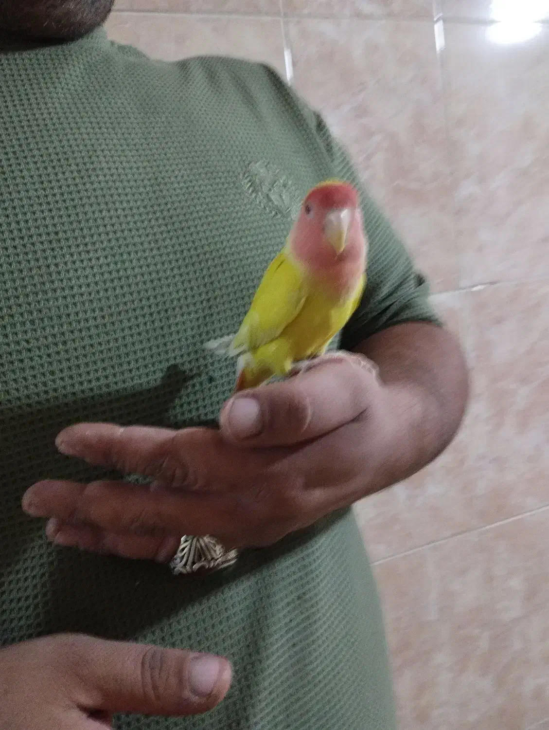 طوطی|پرنده|باغستان, |دیوار