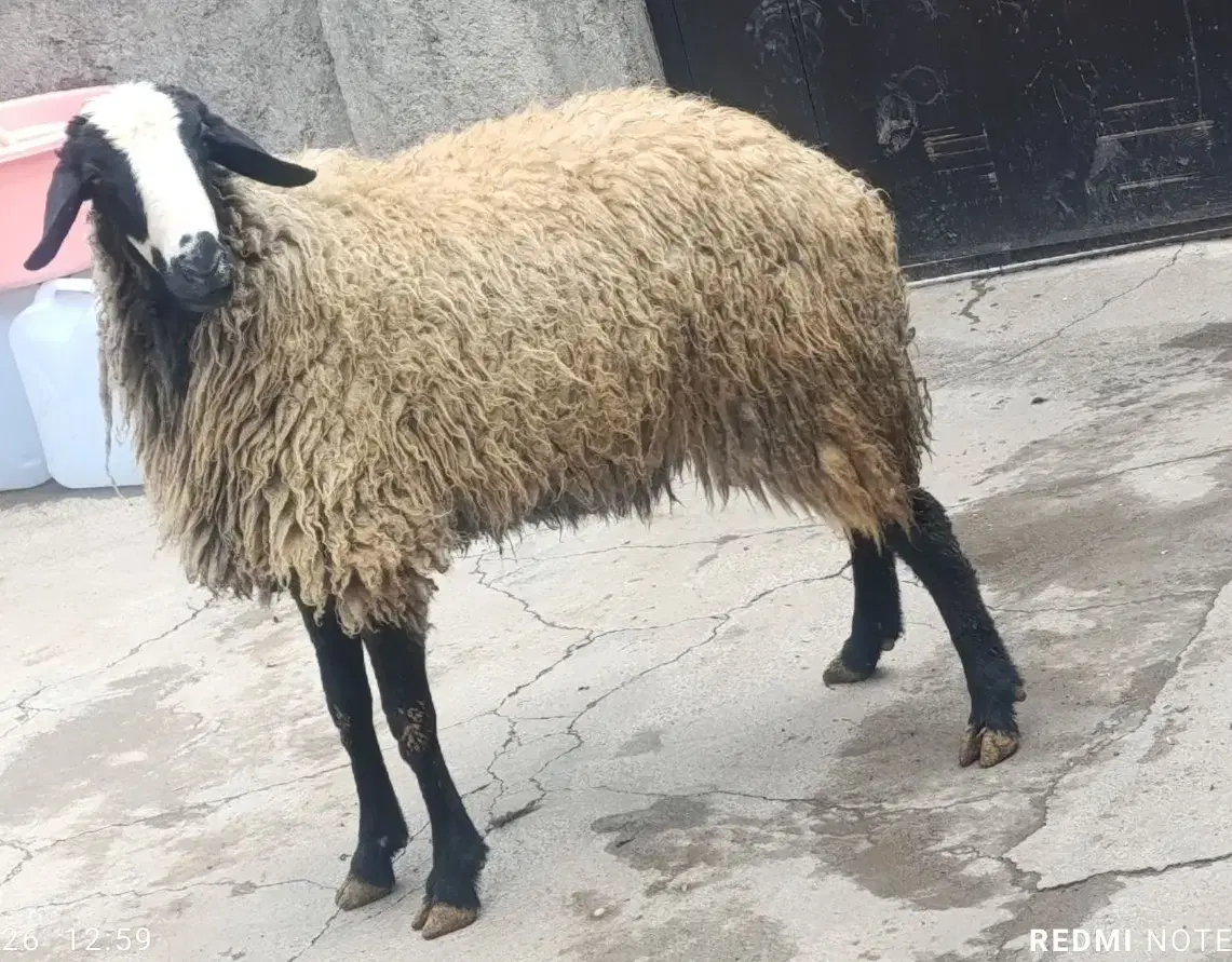 بره 60 ک|حیوانات مزرعه|قزوین, |دیوار