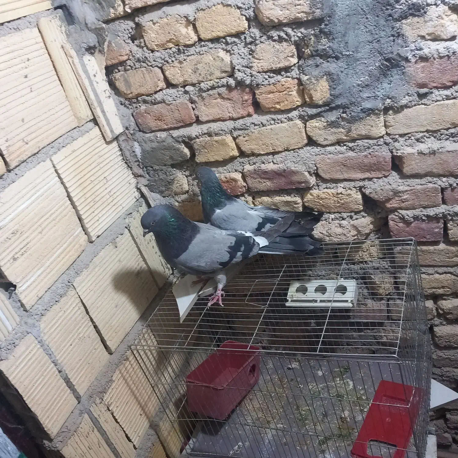 کبوتر|پرنده|بابا حیدر, |دیوار