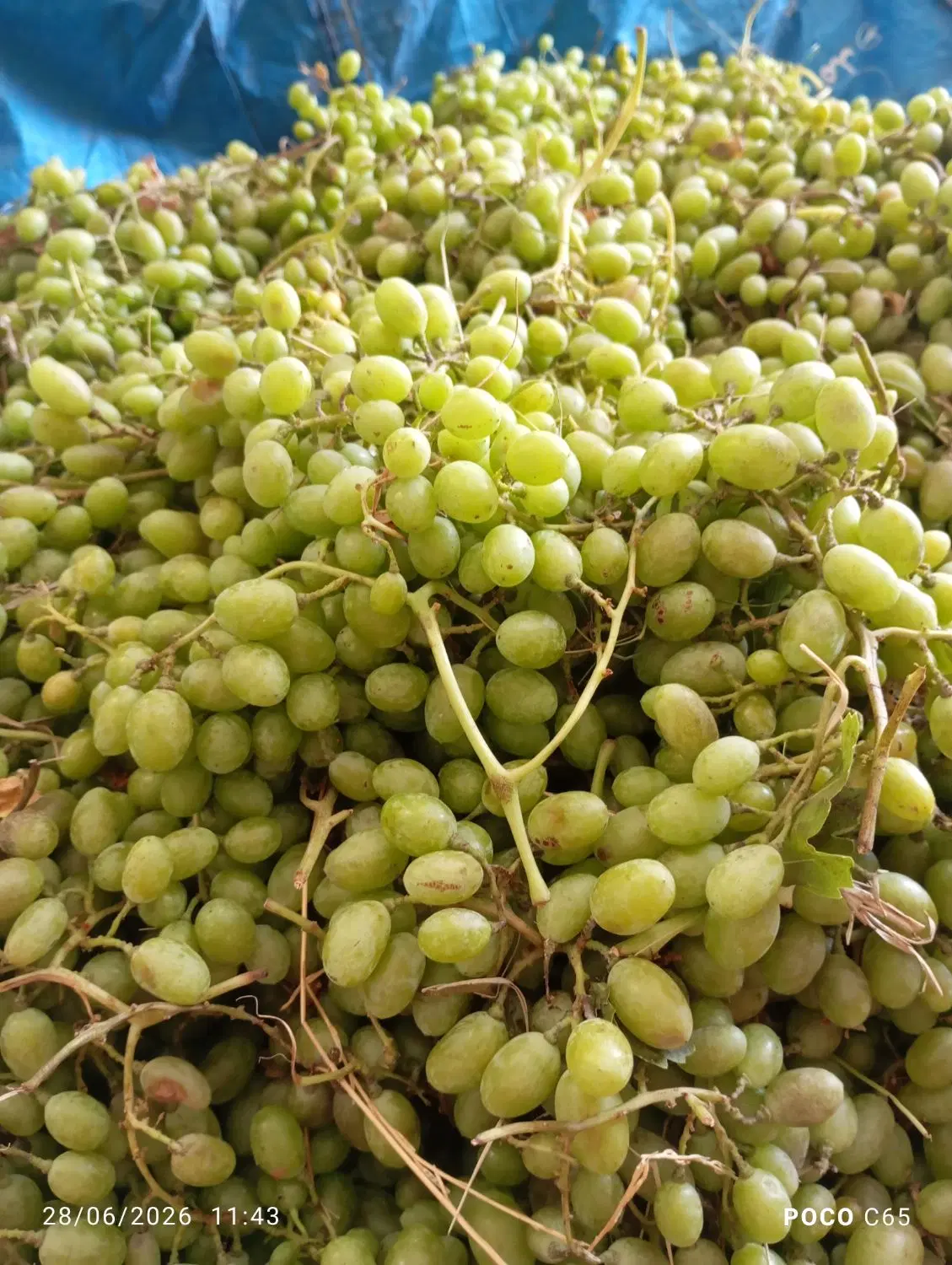 غوره|خوردنی و آشامیدنی|داراب, |دیوار