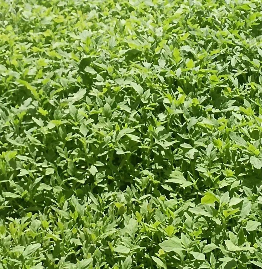 نهال گوجه|گل و گیاه طبیعی|نوده انقلاب, |دیوار