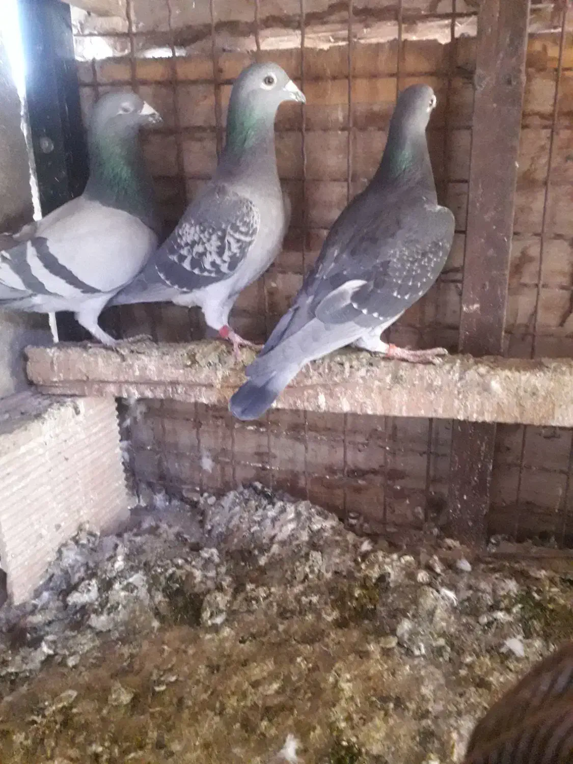 دوبر|پرنده|اردبیل, |دیوار