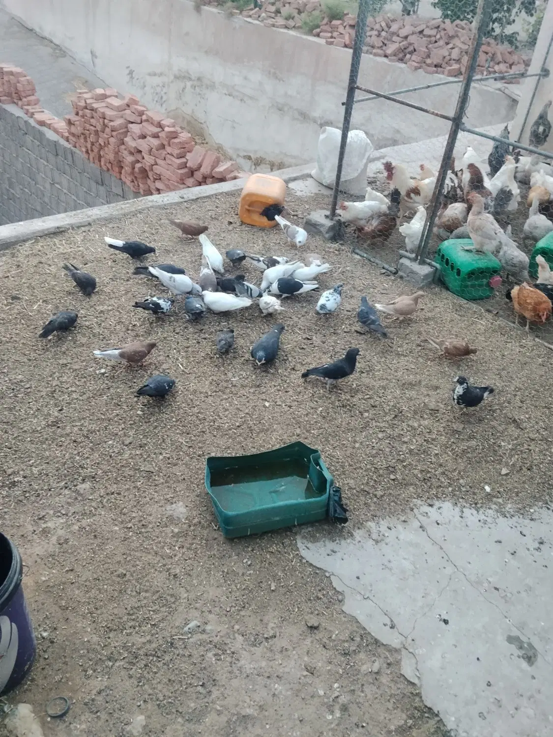 کفتر|پرنده|چترود, |دیوار