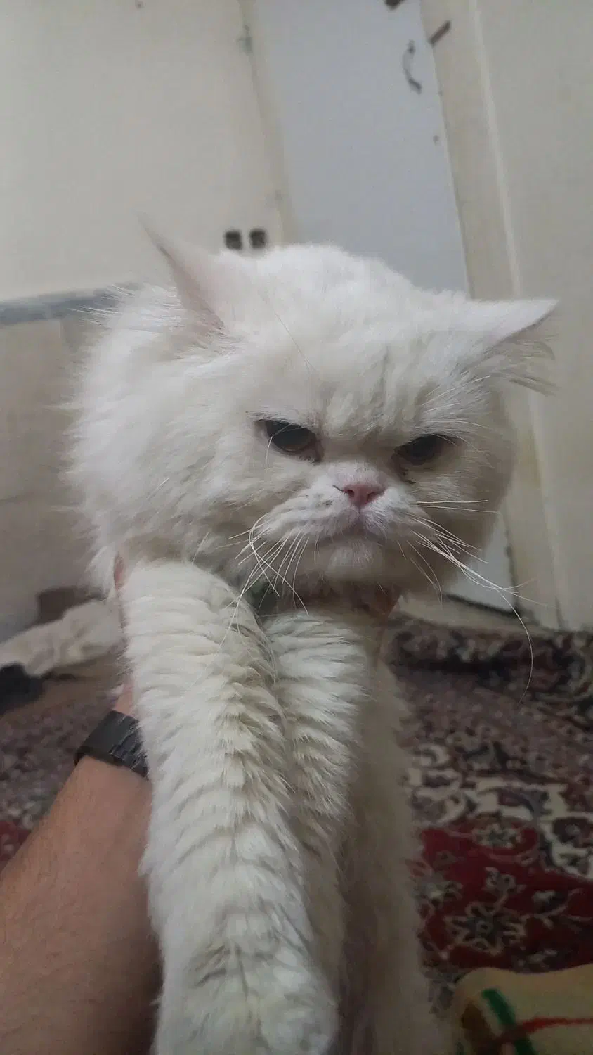 گربه|گربه|مشهد, کوشش|دیوار