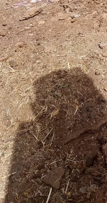 کودگاو|خدمات باغبانی و درختکاری|یزد, |دیوار