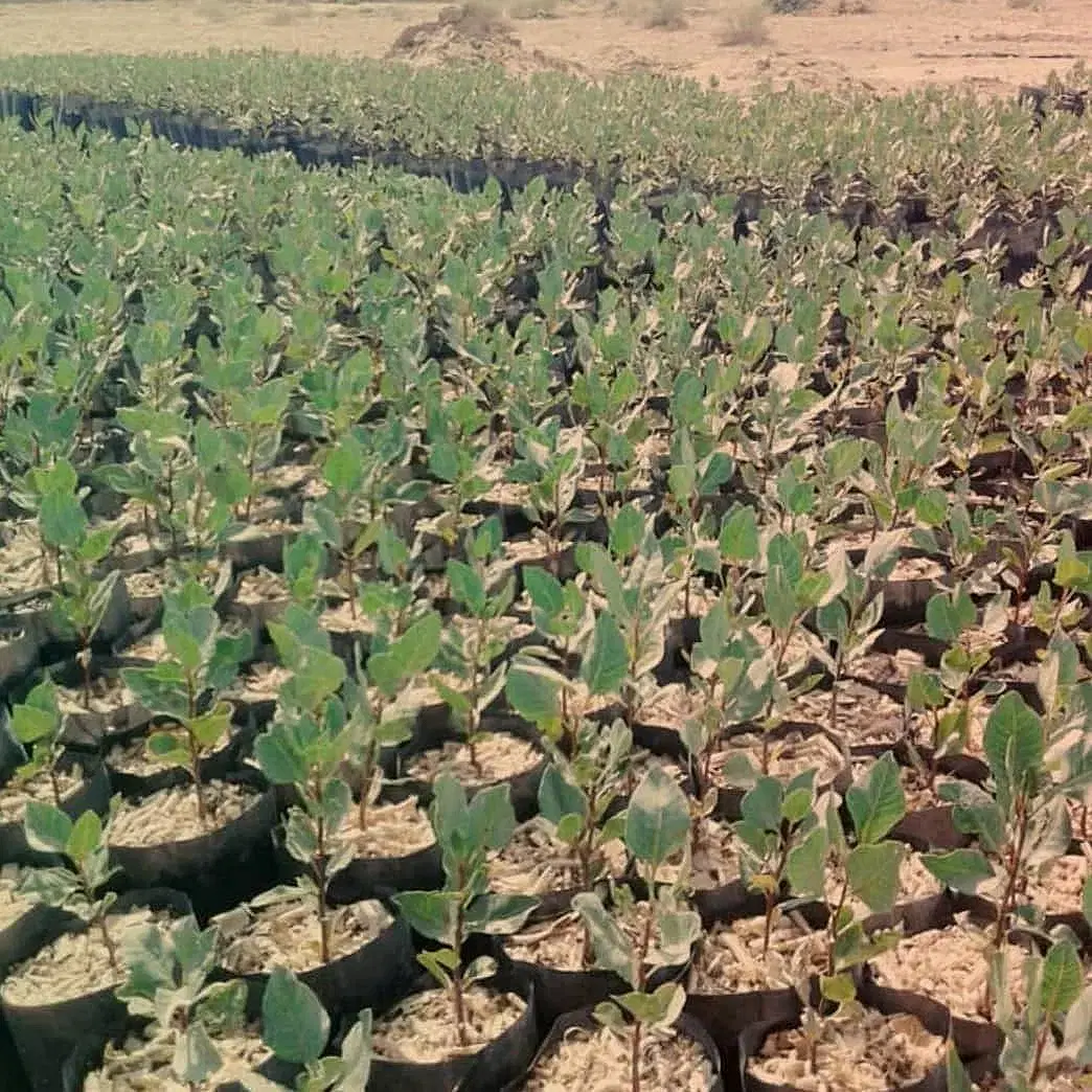 پسته|گل و گیاه طبیعی|ملک‌آباد, |دیوار