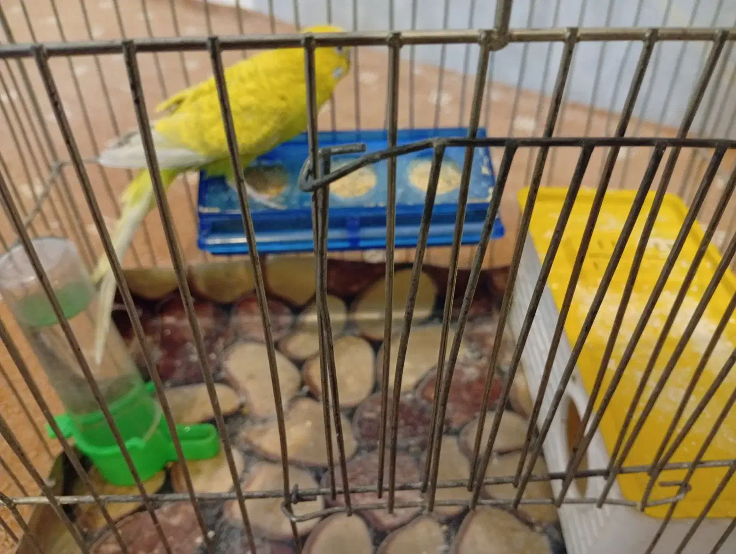 مرغ عشق|پرنده|مبارکه, |دیوار