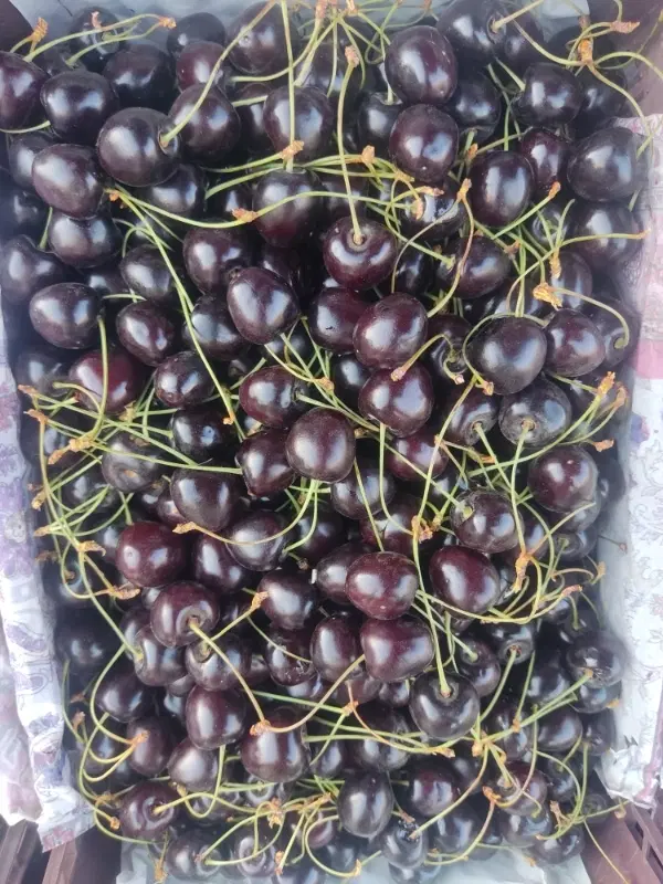 گیلاس|خوردنی و آشامیدنی|ساوه, |دیوار