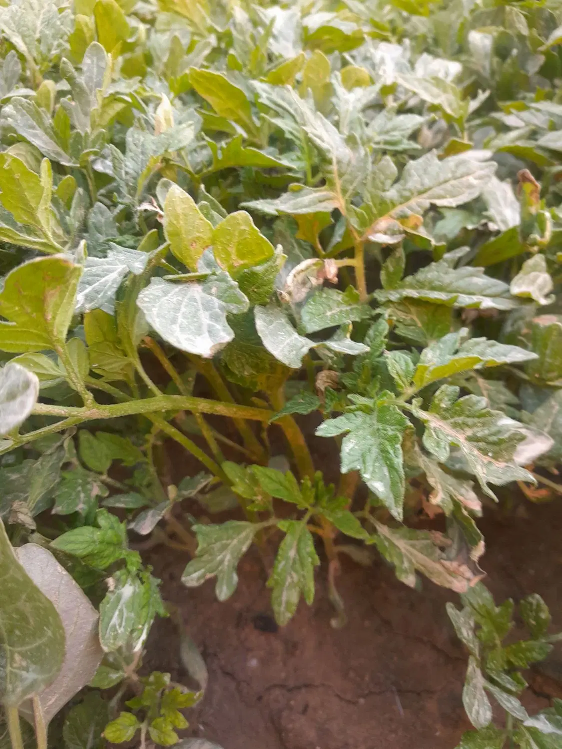 شتل گوجه|گل و گیاه طبیعی|بکتاش, |دیوار