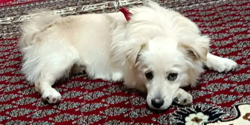 سگ اشپیتز|سگ|دورود, |دیوار