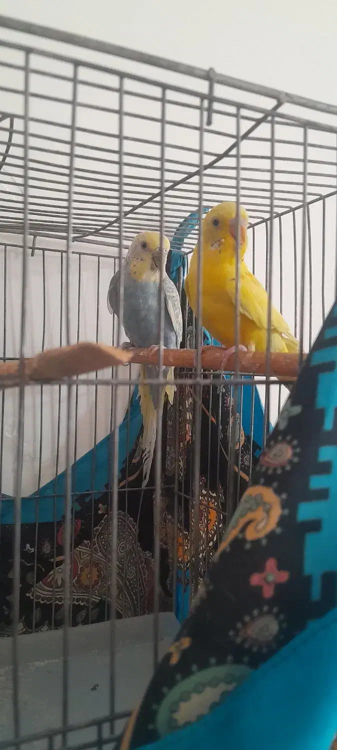 مرغ عشق|پرنده|کیار, |دیوار