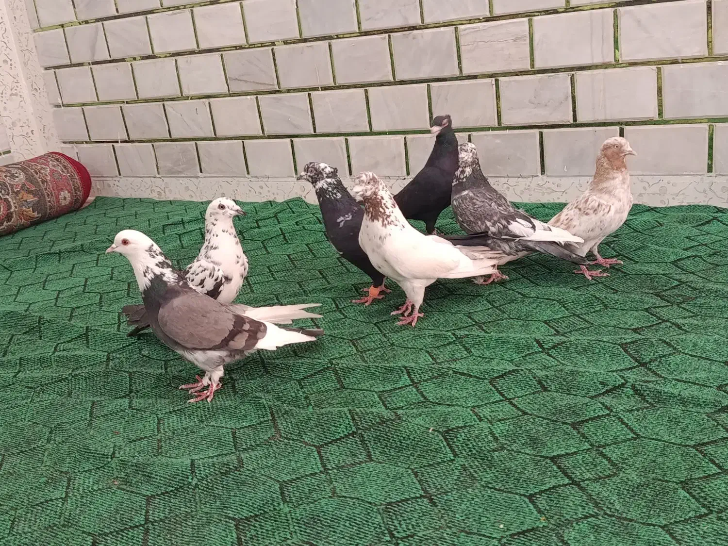 8عددکبوتر|پرنده|حمیدیه, |دیوار