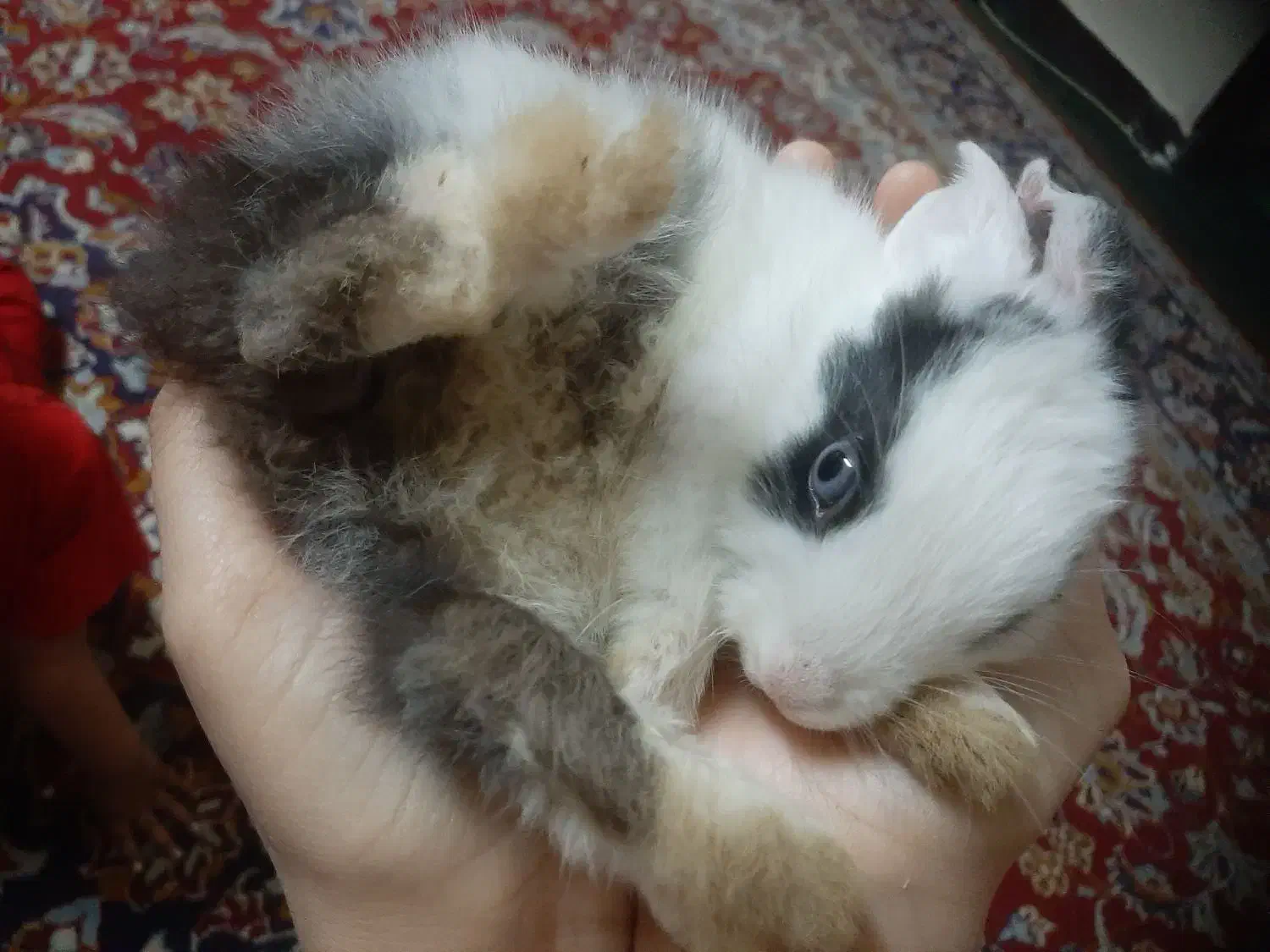 خرگوش|موش و خرگوش|اهواز, کمپلو جنوبی|دیوار