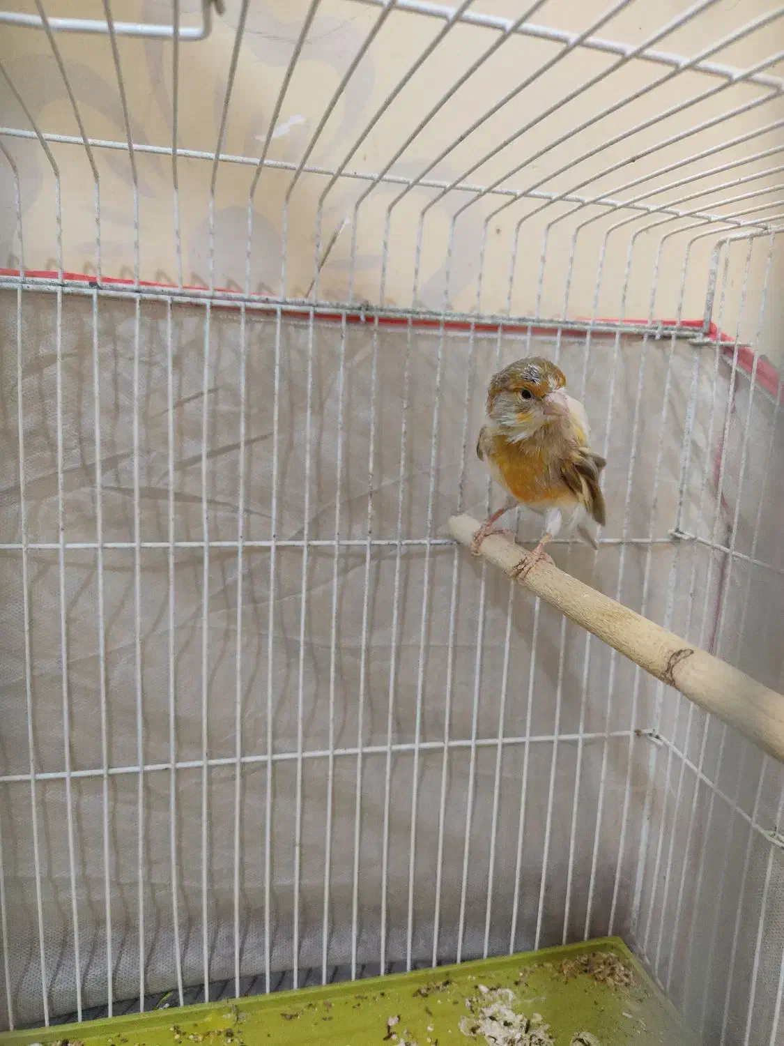 ماده قناری|پرنده|سیرجان, |دیوار