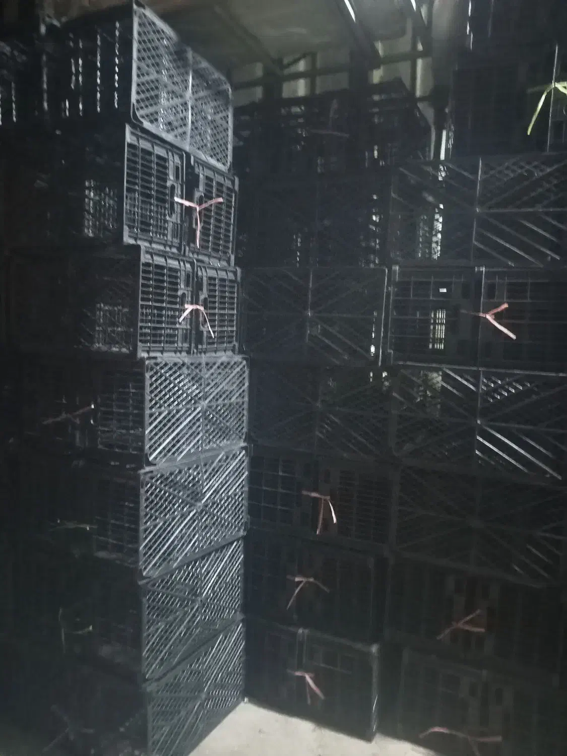 سبد|عمده‌فروشی|اندیمشک, |دیوار