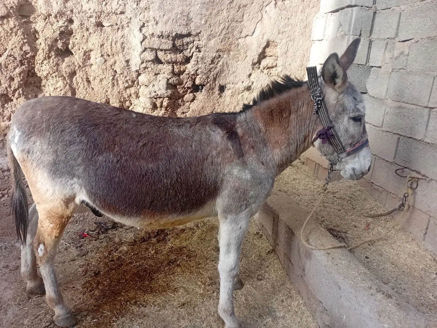 الاغ|حیوانات مزرعه|لاران, |دیوار