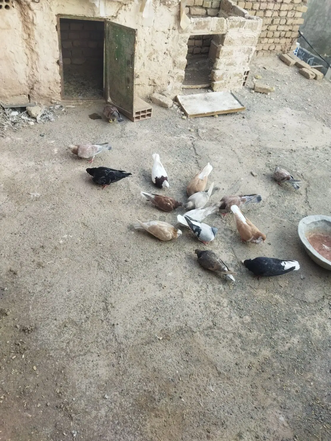 کفتر|پرنده|سبزوار, گلشن|دیوار