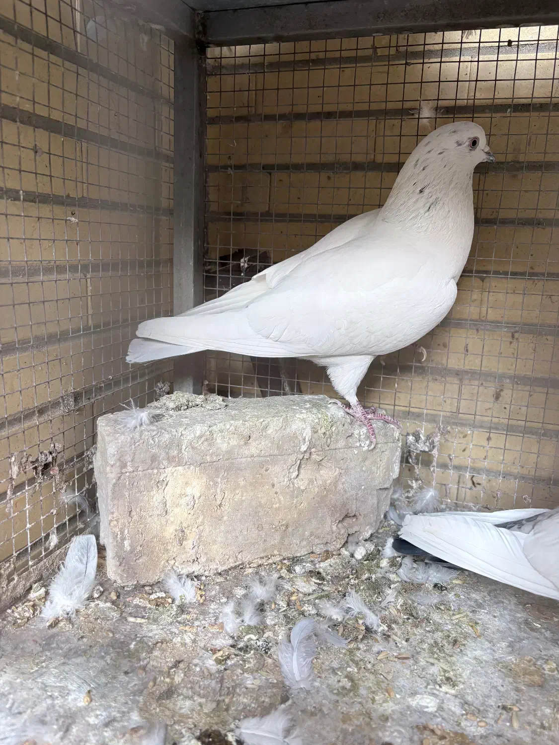 ماده پرشی|پرنده|اصفهان, بوستان ناژوان|دیوار