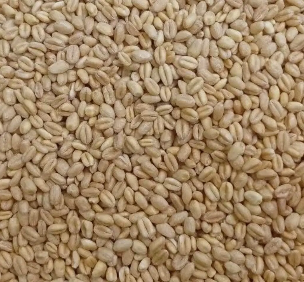 گندم|گل و گیاه طبیعی|فیروزآباد (فارس), |دیوار