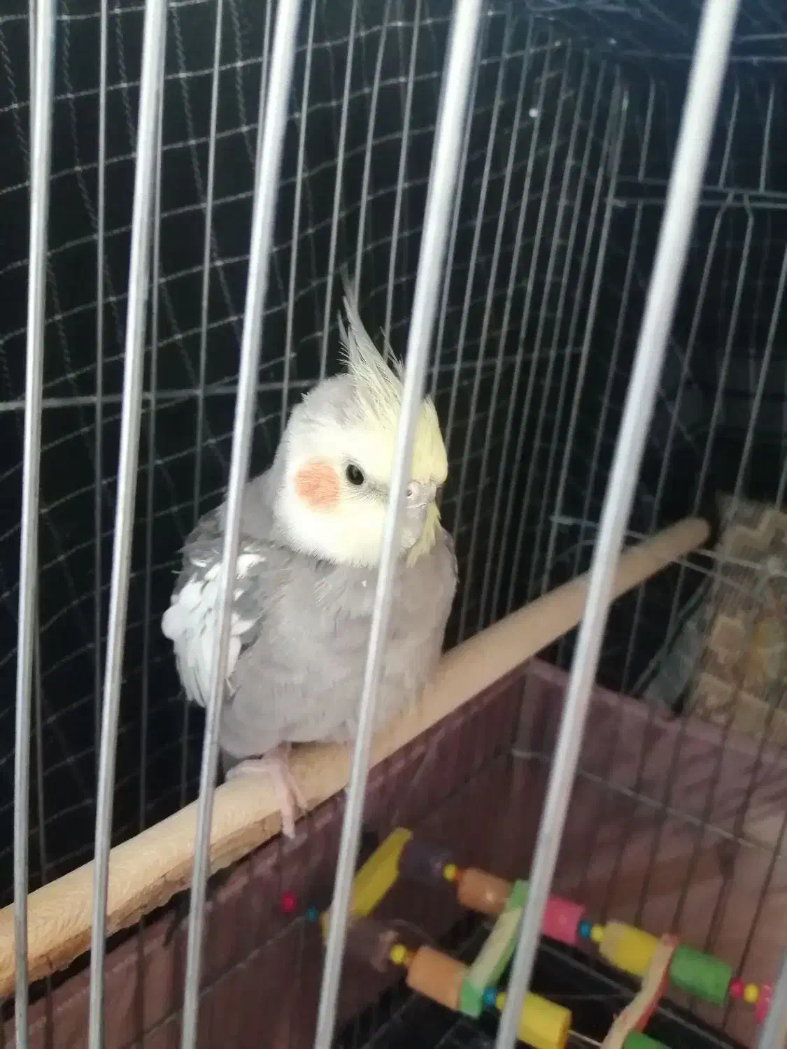 عروس هلندی|پرنده|شهر ری, شهید غیوری (ابن باویه)|دیوار