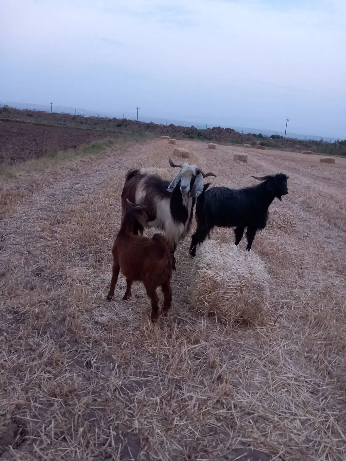 بر نر|حیوانات مزرعه|تبریز, |دیوار