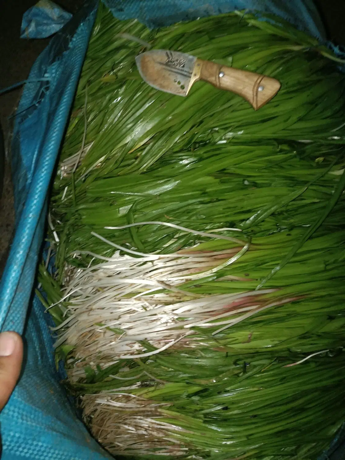 کارگر|خدمات باغبانی و درختکاری|خزل, |دیوار