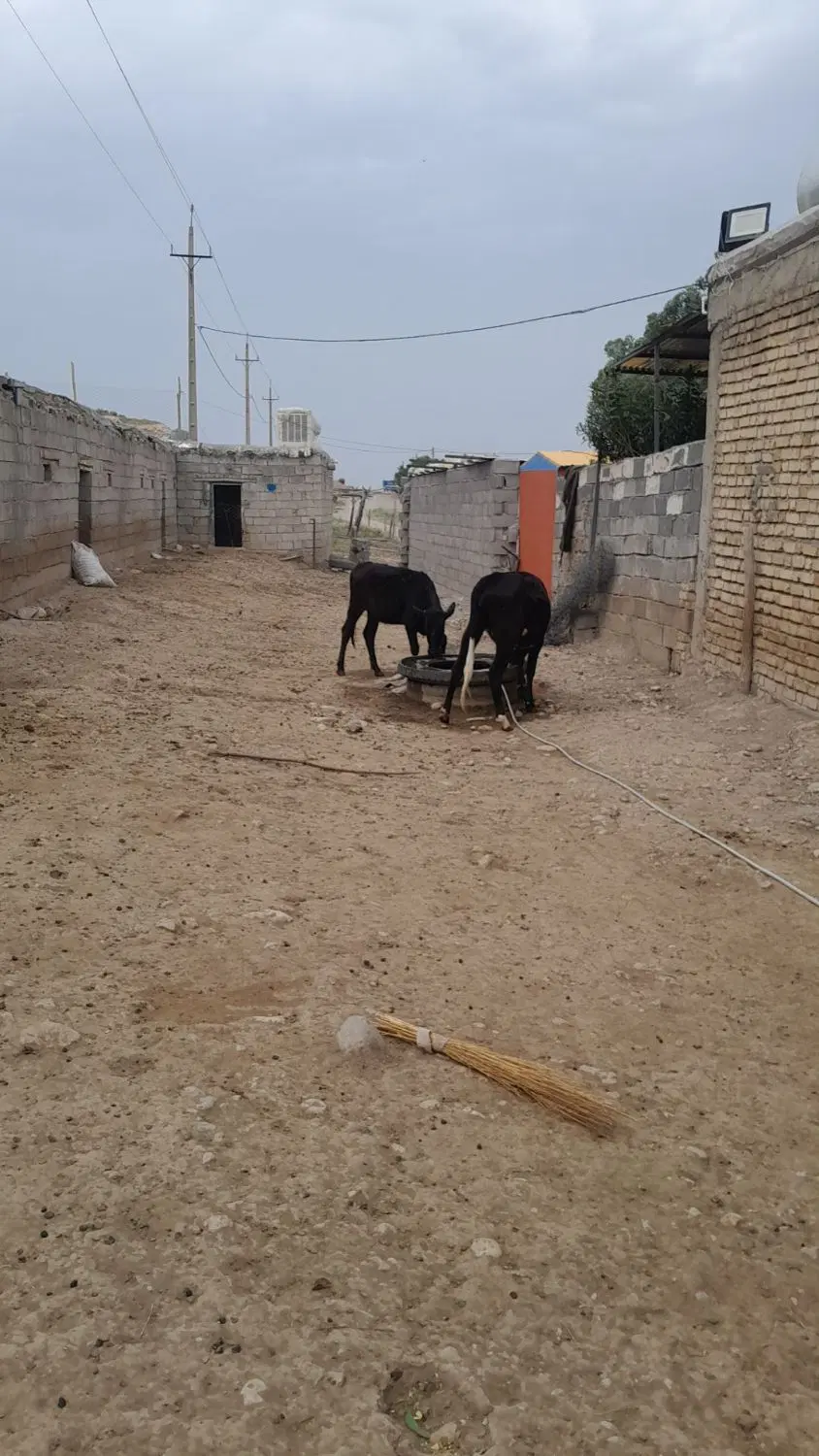 گوساله|حیوانات مزرعه|کوزران, |دیوار