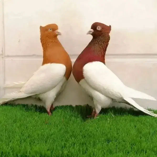 کارگر ساده|حراج|بروجرد, |دیوار