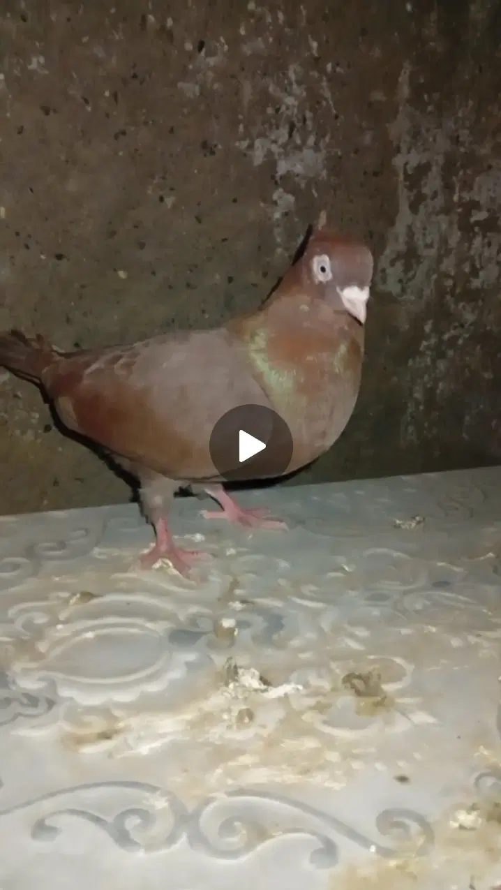 کبوتر|پرنده|ملکان, |دیوار
