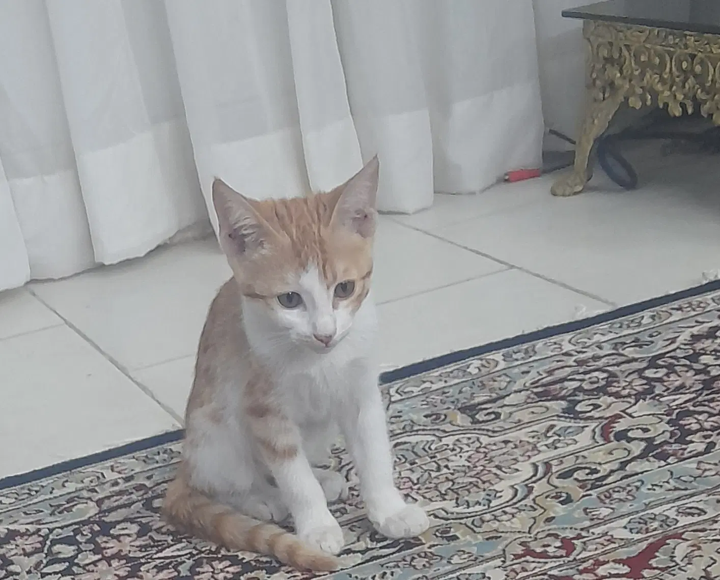 گربه|گربه|بیرجند, |دیوار