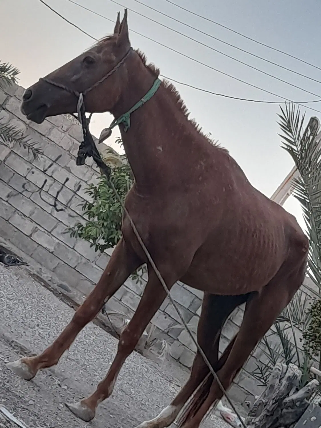 اسب|اسب و تجهیزات اسب‌سواری|رودان, |دیوار