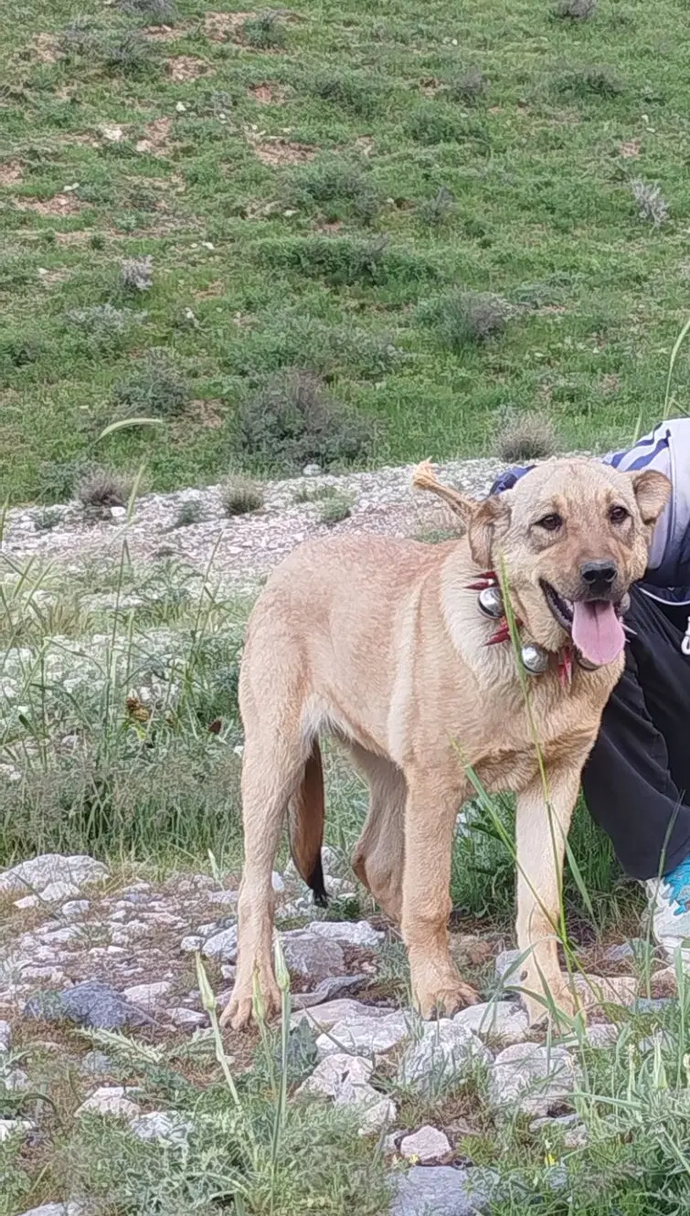 سگ پژدر|سگ|خزل, |دیوار