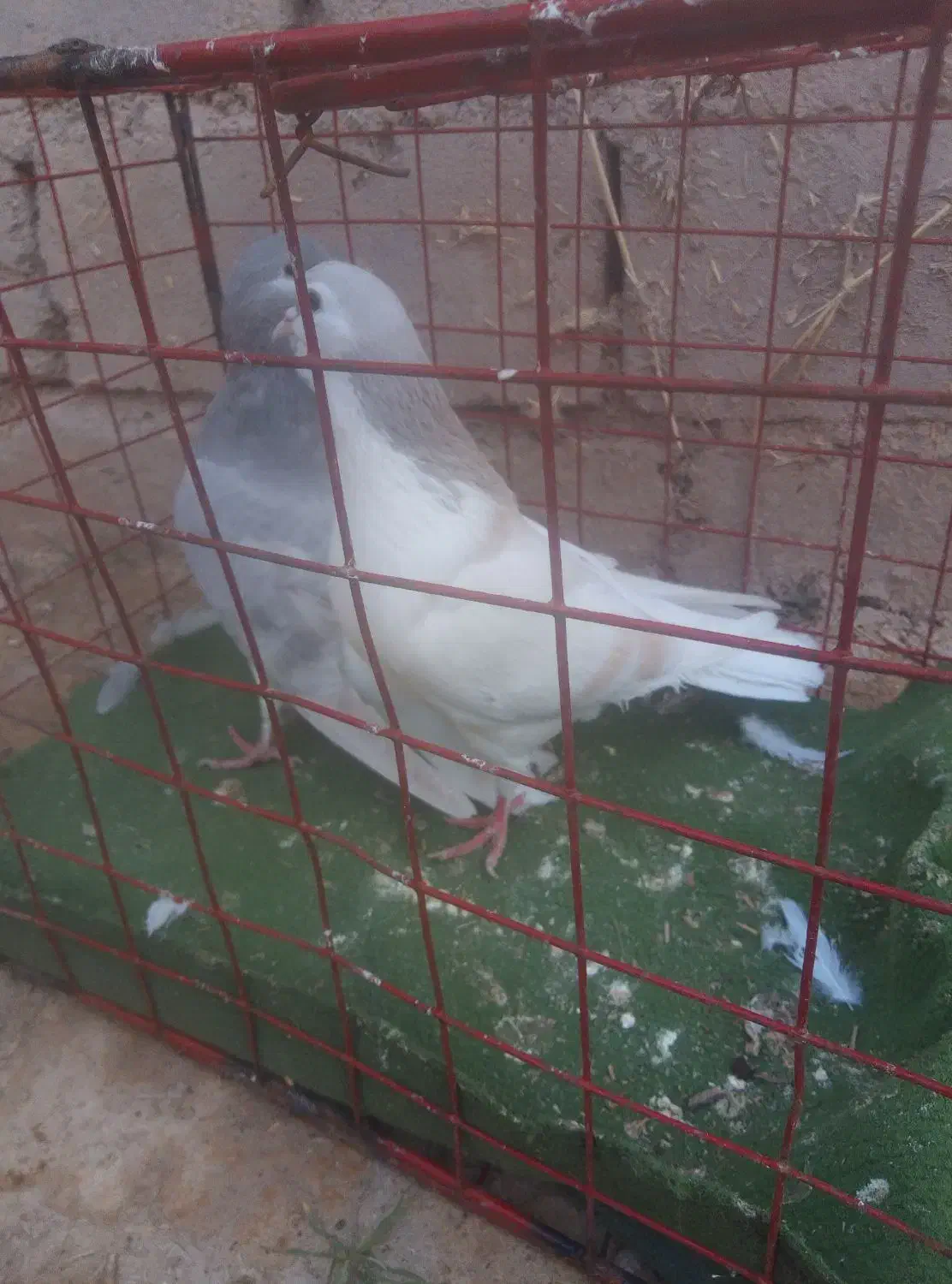 4عدد ساده زیبا برای جفت گاه|پرنده|نیشابور, فضل|دیوار