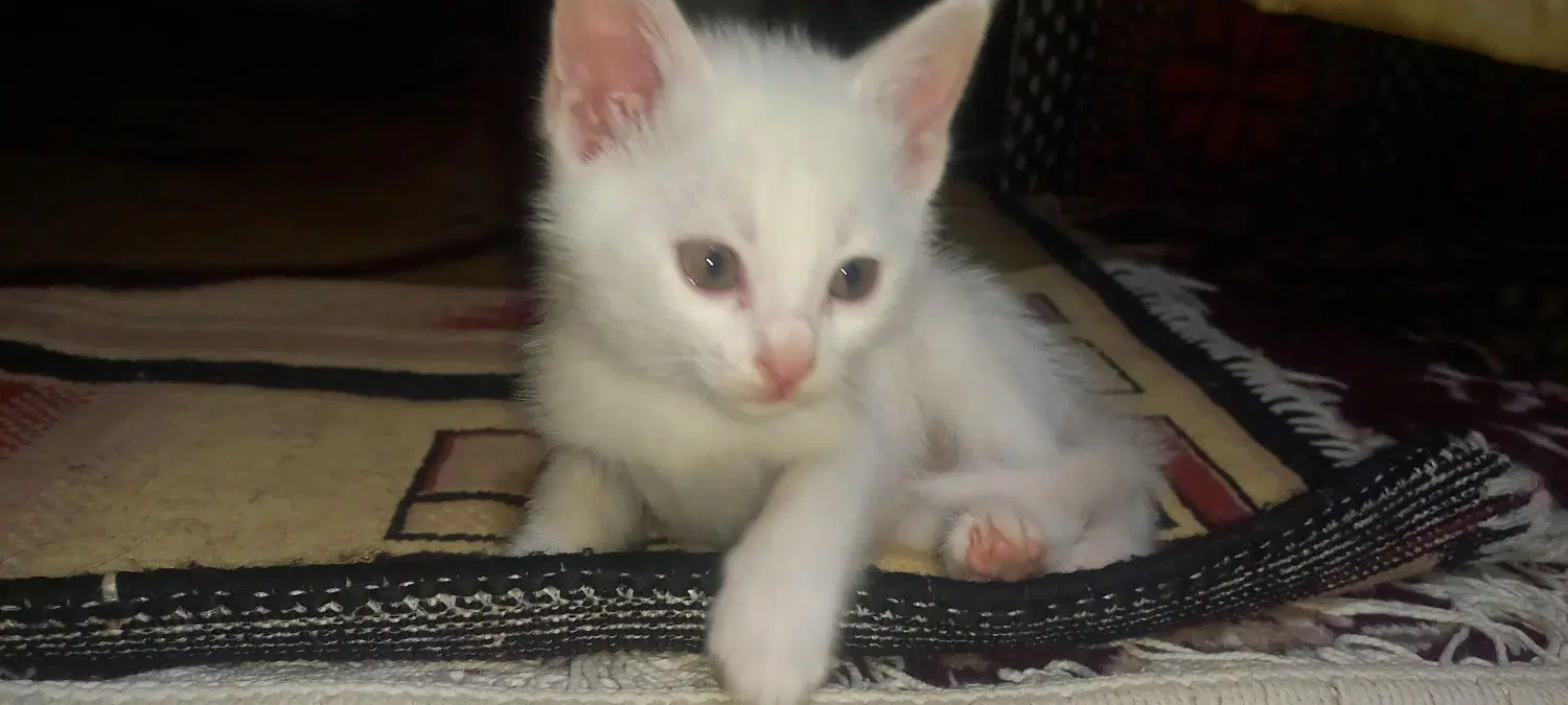 گربه|گربه|گرمخان, |دیوار