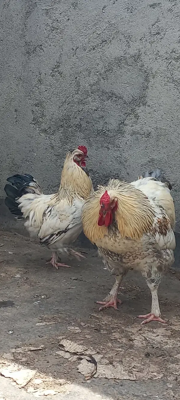 خروس|حیوانات مزرعه|مشهد, کشف|دیوار