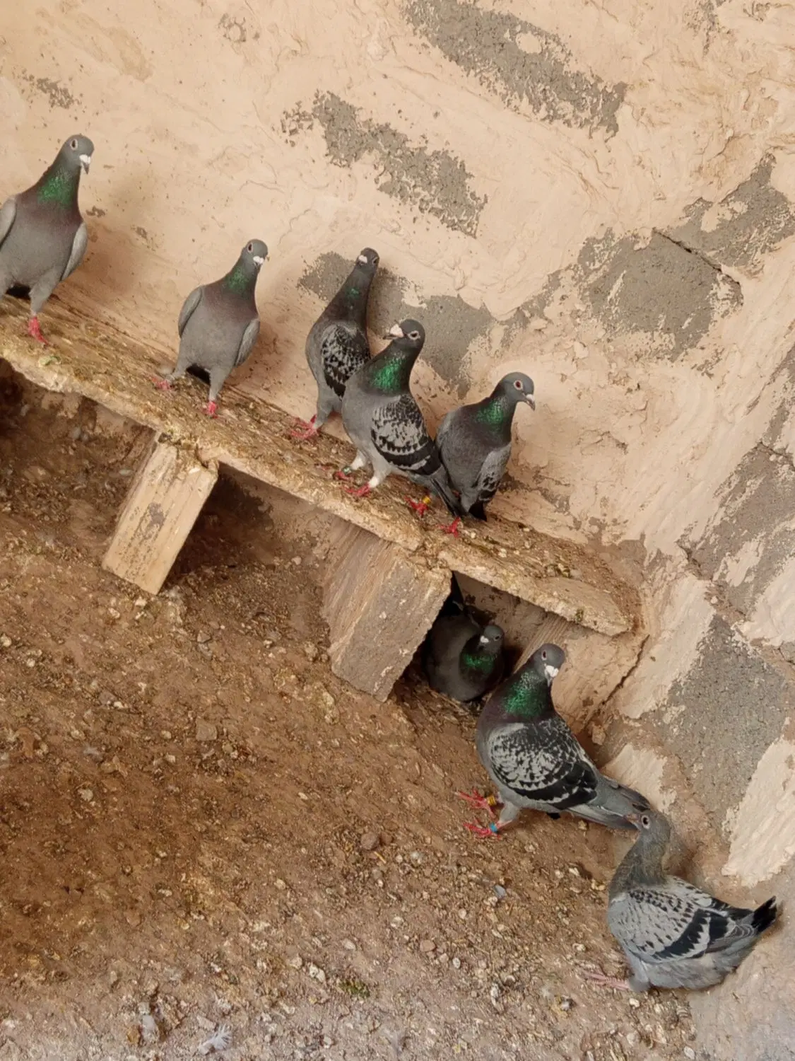 کفتر|پرنده|خواف, |دیوار