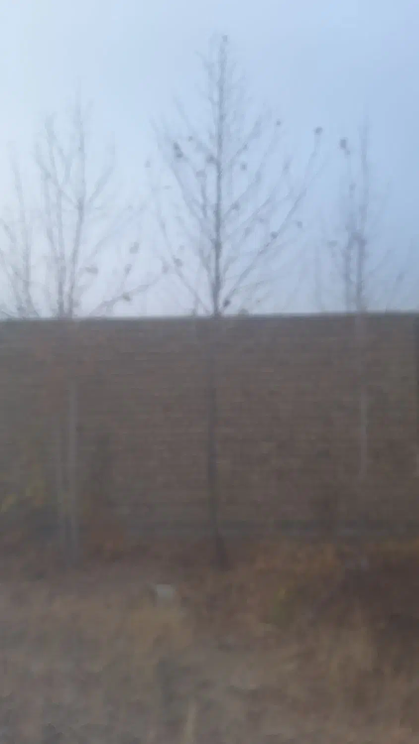 درخت چنار|حراج|مشهد, ویلاشهر|دیوار