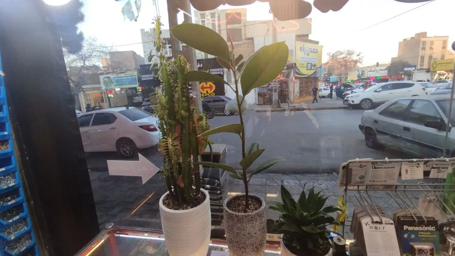 گل گلدان|گل و گیاه طبیعی|مشهد, کوشش|دیوار