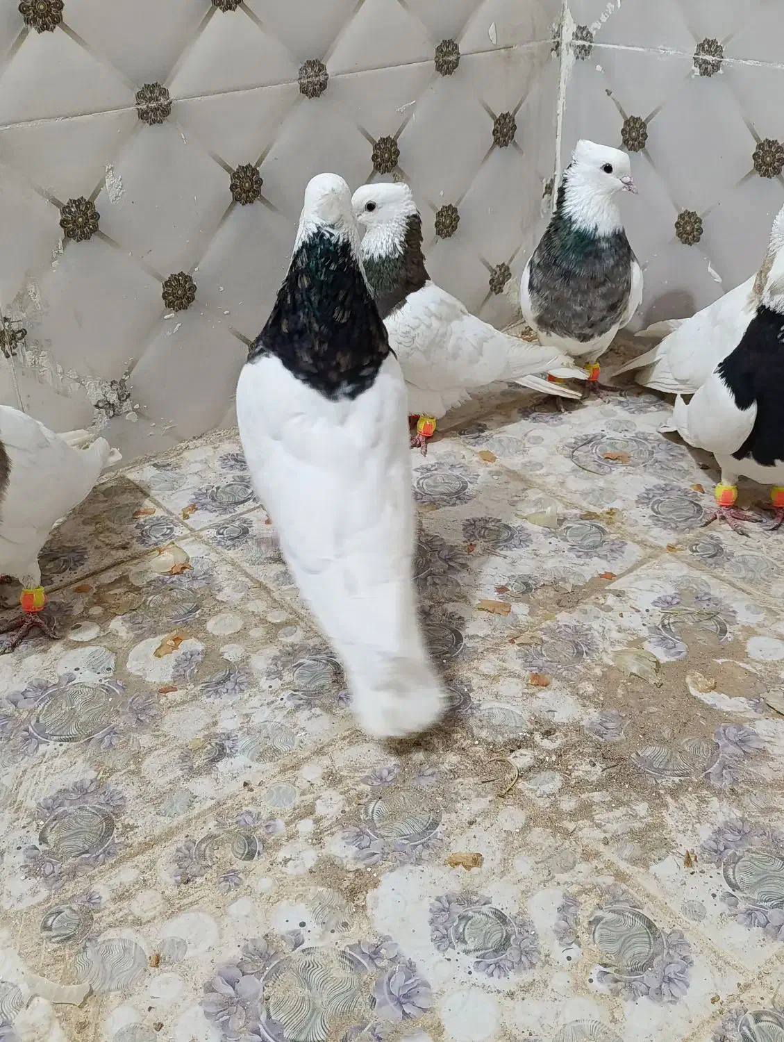 طوقی|پرنده|کوهرنگ, |دیوار
