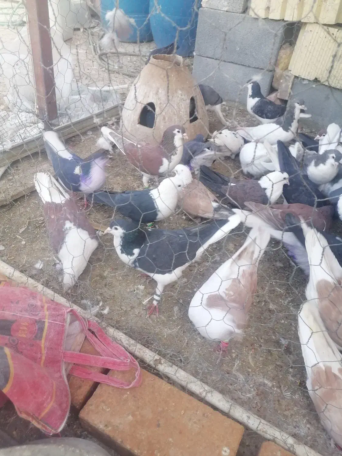 فروش|پرنده|زارچ, |دیوار