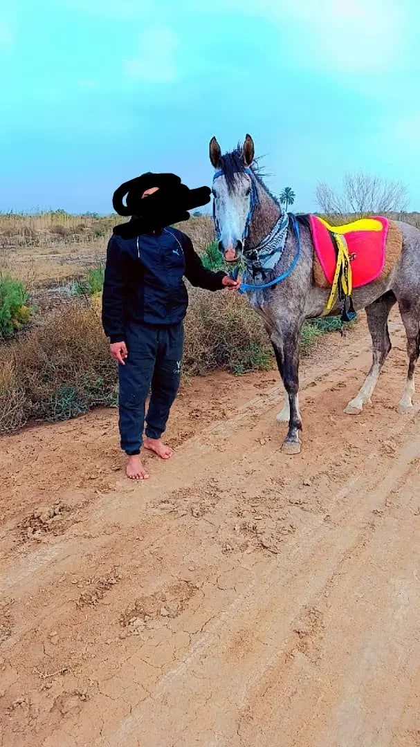 اسب|اسب و تجهیزات اسبسواری|شوش, |دیوار