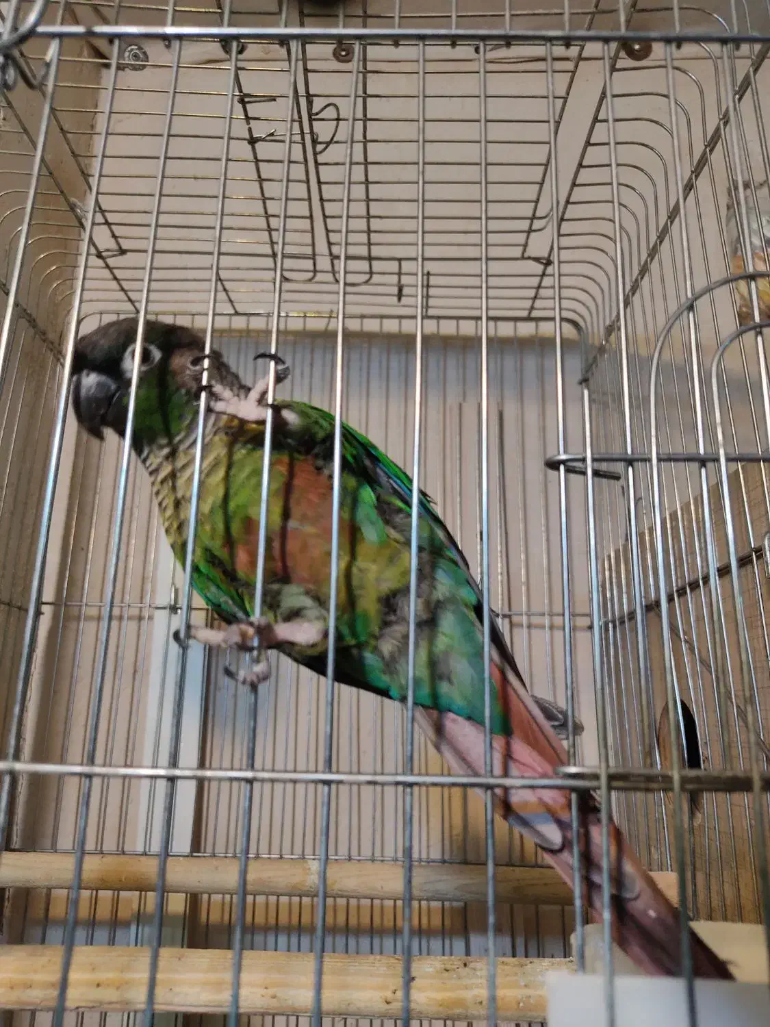 گرینجیک|پرنده|فیرورق, |دیوار