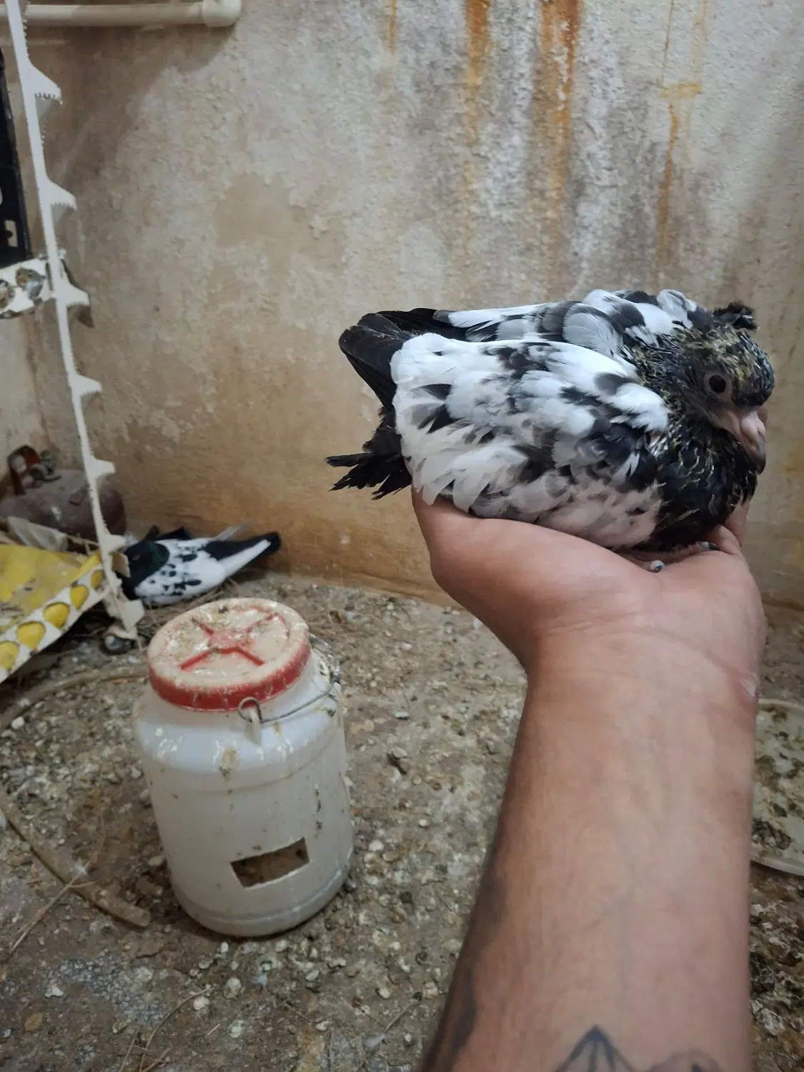 کبوتر|پرنده|ارسنجان, |دیوار