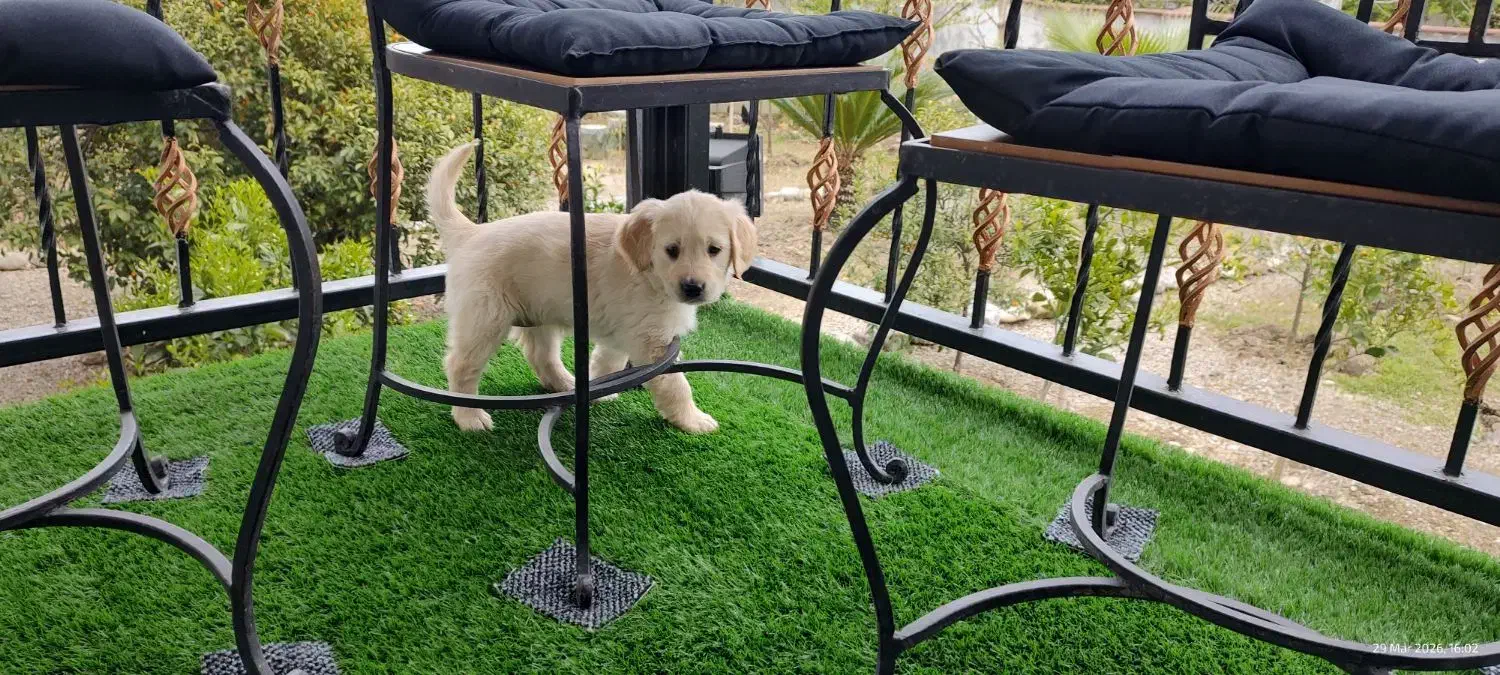 واگذاری سگ گلدن|سگ|چمستان, |دیوار