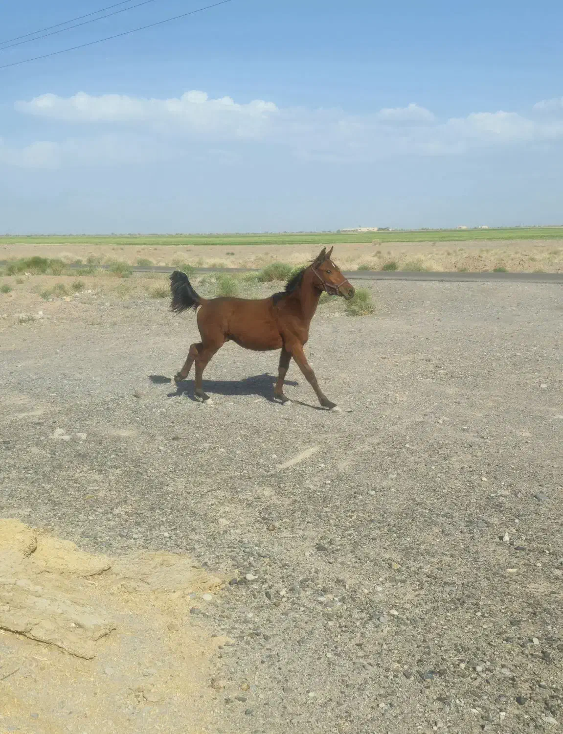 اسب|اسب و تجهیزات اسبسواری|کرمان, |دیوار