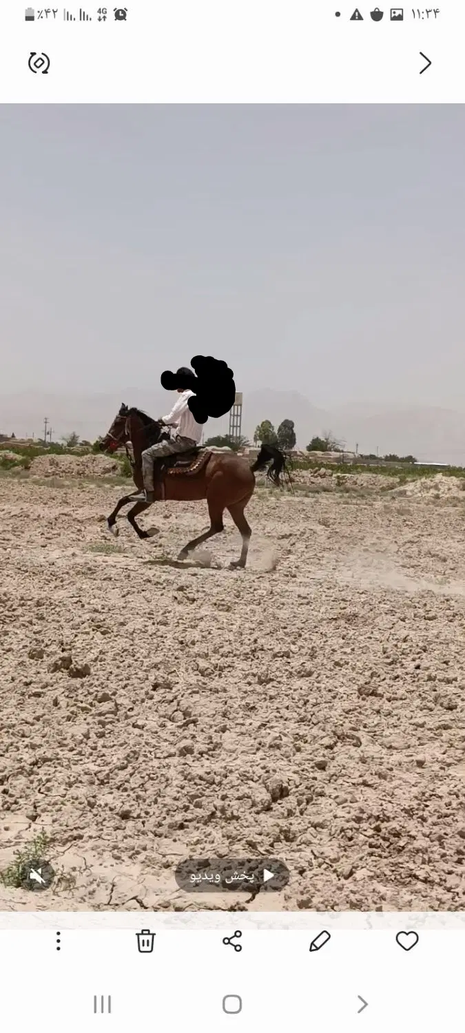اسب|اسب و تجهیزات اسب‌سواری|سرچهان, |دیوار