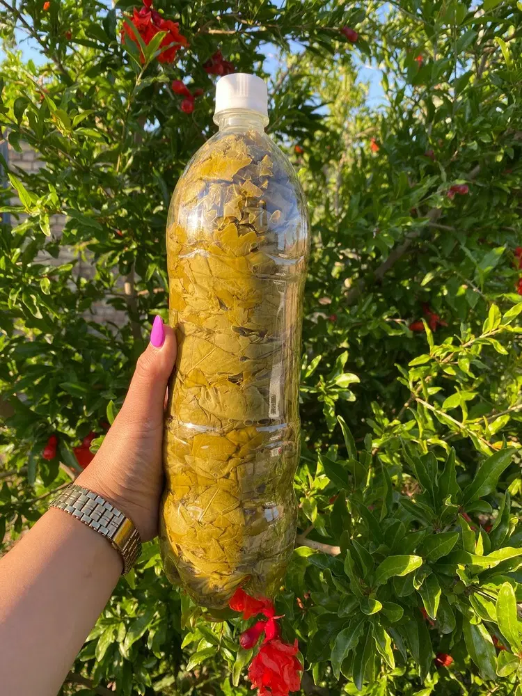 برگ مو|خوردنی و آشامیدنی|ارومیه, |دیوار